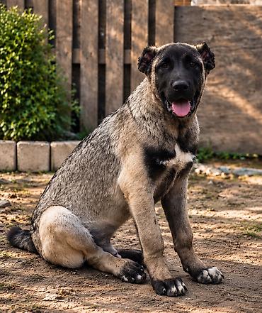 argentin dogu: Kanqal, 4 ay, Dişi, Peyvəndli, Pulsuz çatdırılma — 4