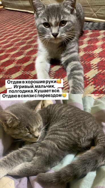 кошки купить бишкек: Кошка даром: Беспородная, Мальчик, С прививками