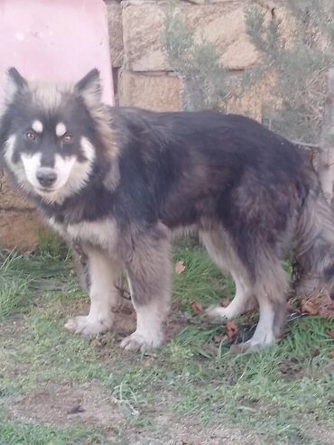 İtlər: Alman çoban iti, 7 ay, Erkek, Peyvəndli, Ünvandan götürmə, Ödənişli çatdırılma, Rayonlara çatdırılma