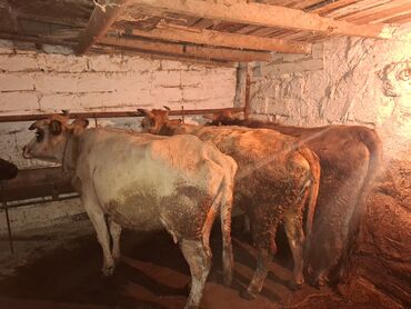 Inəklər, öküzlər: 3 de qisir iney 4850 ze deyirem kom satilir tekliyende qiymet ferqli — 13