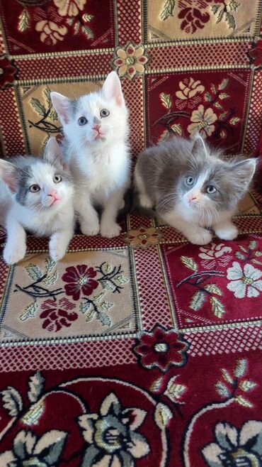 Коты: Britan pisik balalari 3 dene qaldi endirimle biri 30 aznden satilir