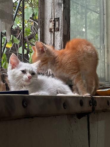 хомяк бесплатно: Кошка даром: Беспородная, 3 месяца, Мальчик — 1