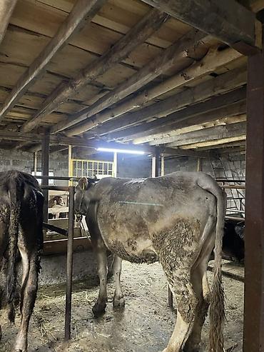 Коровы, быки: Продаю | Корова (самка) | Для молока | Привязанные at lalafo.kg — 1 Коровы, быки: Продаю | Корова (самка) | Для молока | Привязанные — 1