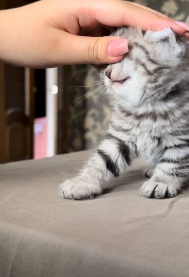 коты кара балта: СРОЧНО!!! Продается котенок,девочке полтора месяца. смесь британца и