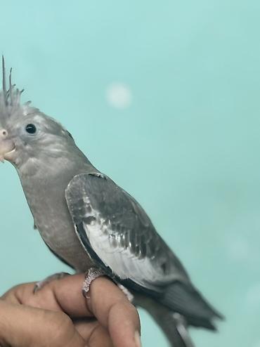 xas: Nimdaşah (Cockatiel) – boz rəngli, başda xas xarakterik toqqa, qara — 2