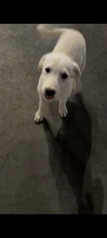 Отдам даром собаку: Собака даром: 7 месяцев, Самец — 12