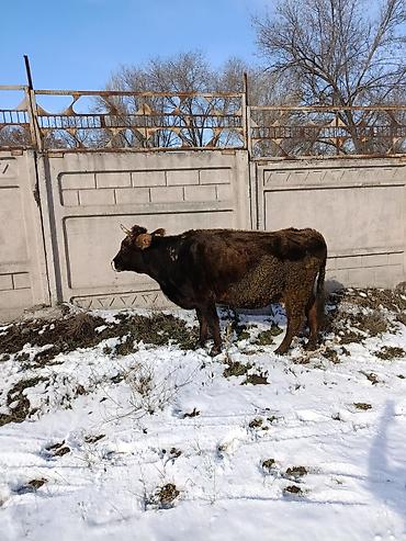 Коровы, быки: Продаю | Корова (самка) | Для молока — 21