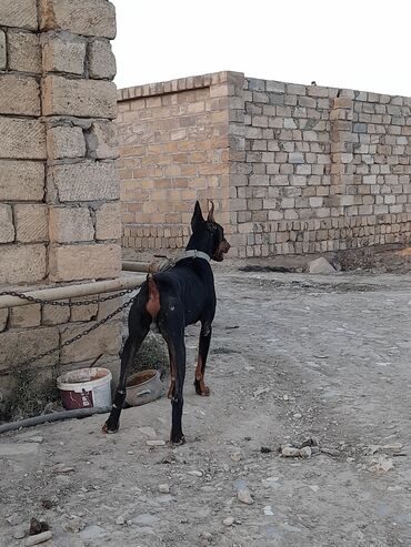 pekines itleri: Doberman, 1 il, Erkek, Ünvandan götürmə, Ödənişli çatdırılma