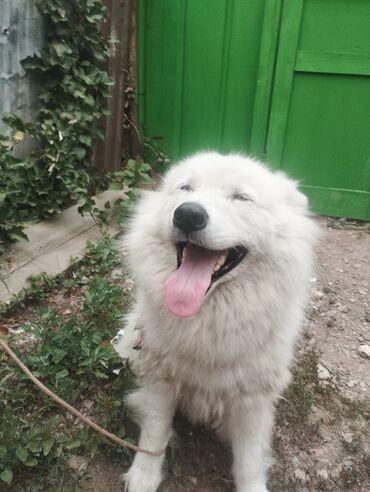 it: Xaski, 10 ay, Dişi, Peyvəndli, Ünvandan götürmə