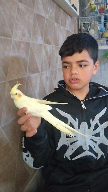 Qəfəslər: Hazir cut korella qefes qarisiq yuvasi altinda yumurtasi — 1