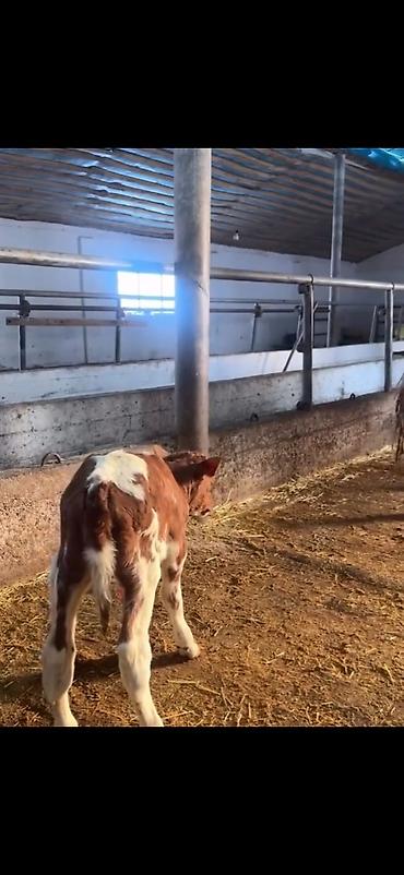 Inəklər, öküzlər: Südlük inək və buzov - Cins: alaca (şəkillərdə qırmızı-alaca rəngli) — 15