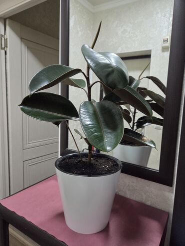 лимон комнатный купить: Фикус эластика (Ficus elastica, «Каучуконосный»), комнатные растения в