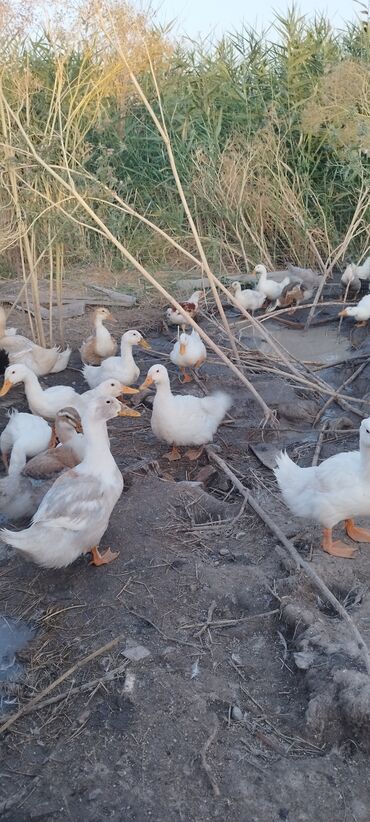 лошадь купить цена: Срочно 💥💥💥 срочно 💥💥🦆🦆🦆🦆продаются утки 2,5 месяца количество 200 штук