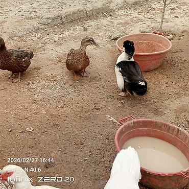 Ördəklər: Hamsi satılır çoxu yumurtduyur — 10