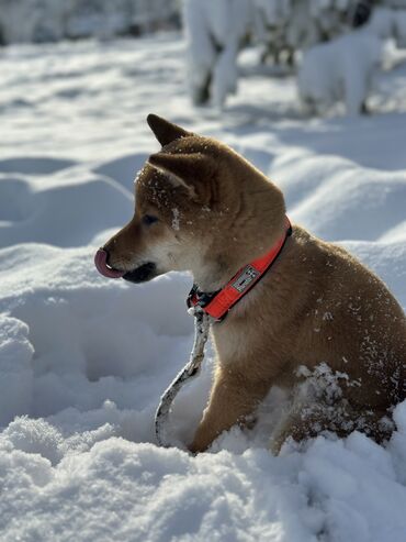 Продажа собак: Сиба-ину, 3 месяца, Самец, С прививкой — 12