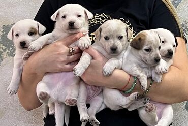 İtlər: Cek rassel teryer, 2 ay, Erkek, Ödənişli çatdırılma — 2