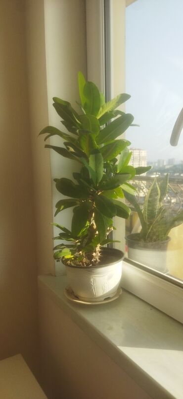 Otaq bitkiləri: Satış üçün müxtəlif otaq/balkon bitkiləri seti. razılaşma yolu ilə -da lalafo.az — 2 Otaq bitkiləri: Satış üçün müxtəlif otaq/balkon bitkiləri seti. razılaşma yolu ilə — 2