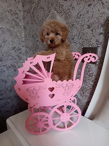 İtlər: Pudel, 2 ay, Dişi — 6