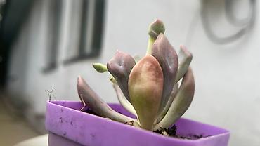 Кактусы: В наличии ❗️‼️ Самые необычные цветы😍как будто с другой планеты 🪐 — 8