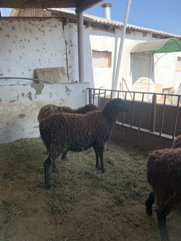 стрижка овец сокулук: Продаю | Овца (самка)