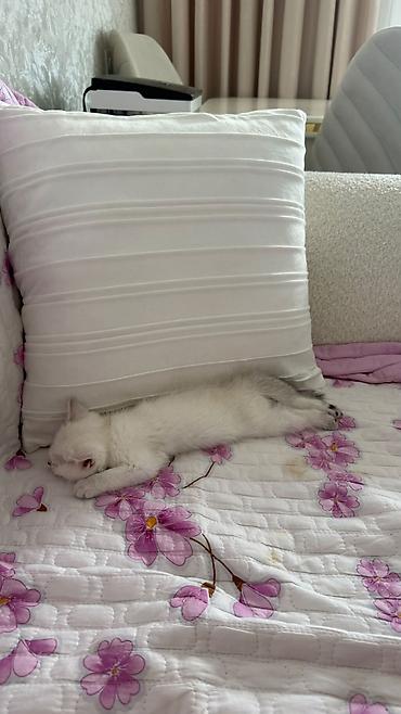 pişik yuva: Ağ tüklü, boz uclu quyruqlu balaca pişik balası - Rəng: süd kimi ağ — 3