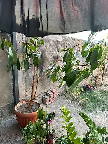 лировидный фикус: Крупное комнатное растение в горшке — фикус (вероятно, Ficus — 2