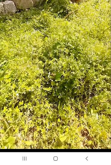 orxideya satisi: NZS da torpaq satılır, 1 sot, Babək və 8 noyabr prospektlərinin — 1