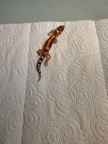собака бу купить: Leopard gecko Bu, zolaqlı quyruğu olan balaca, narıncı və qəhvəyi