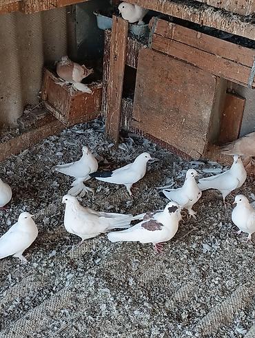 сколько стоит индюк: Голуби голубей птицы. все на игре. гоняю — 4
