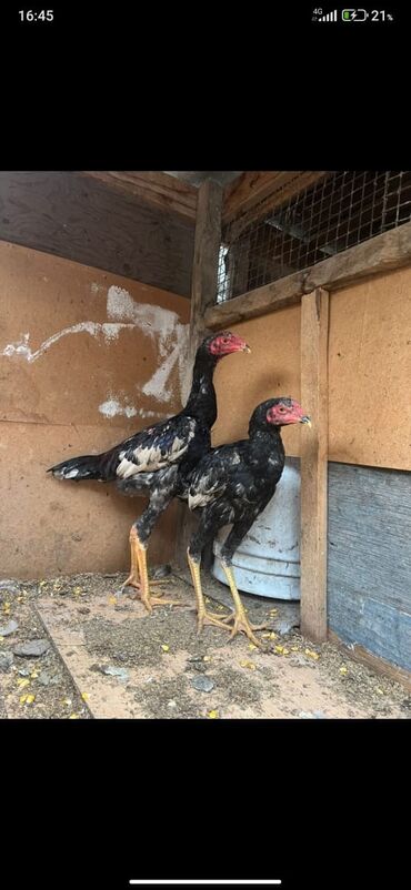 купить американского бульдога: Сатам | Короздор | Тебиштирүүчү | Көбөйтүү үчүн, Тебиштирүү үчүн