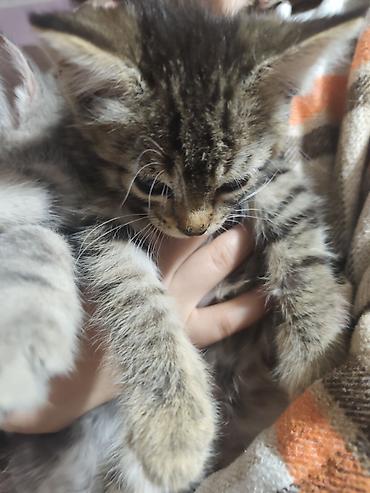 отдаю котят: Котята домашние, короткошёрстные, окрасы: тигровый табби и серый — 1