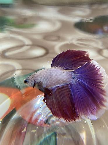 cat şuşə: Betta (Petuşok balığı), Sülhsevər — 5