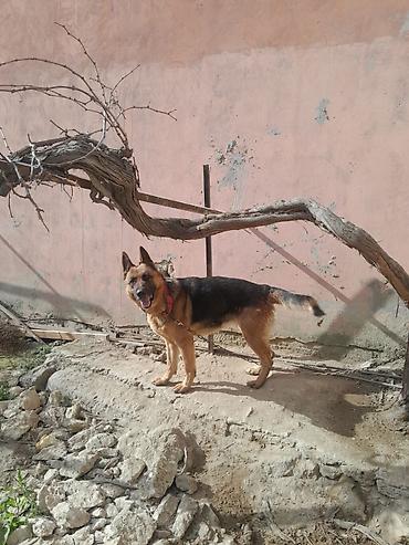 İtlər: Alman çoban iti, 3 il, Dişi, Ünvandan götürmə — 13