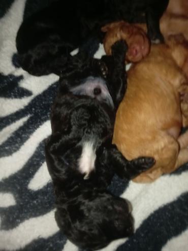 cins itler: 🐶 Bakıda Maltipoo balaları satılır — 7 bala! ❤️ 6 oktyabr 2026-cı il — 3