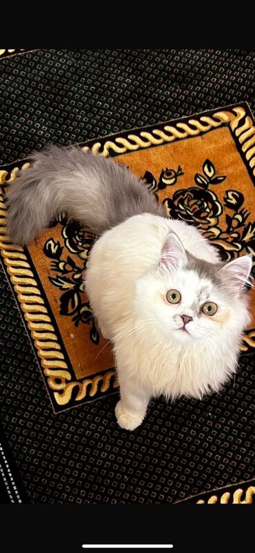 сибирская черно белая кошка: Жоголгон : Скотиш Страйт (Шотландиялык тик кулактуу), Эркек, Ак
