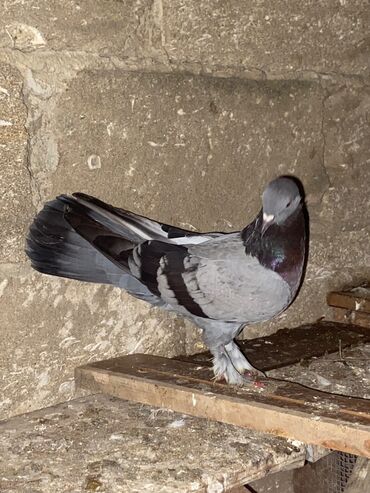 Göyərçinlər: Salam hoptum 6 baldan tek tek heresinin oz qiymeti var icinde 19 — 1