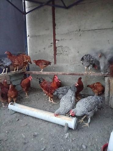 курочки: Продаю | Куры | Для разведения — 4