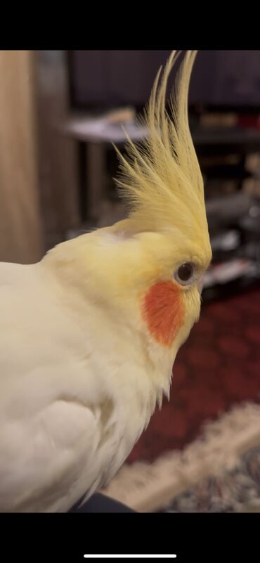 приют для животных в баку адрес: 🦜 Satılır: Əl Öyrəşmiş Cüt Papağan – Qəfəsi ilə Birlikdə! 🏡 Evinizə