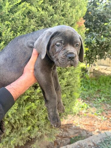 İtlər: Kane-Korso, 2 ay — 17