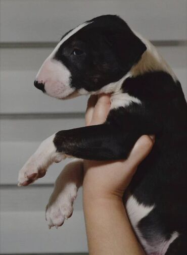 Psi: Bulterijer vrhunski štenci Odgajivačnica Maskking predstavlja vrhunske — 2