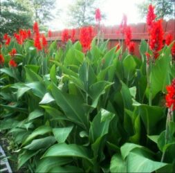 искусственный газон для футбольного поля: Луковицы цветка: Канна, Платная доставка