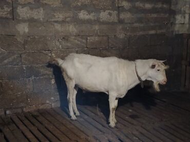 sort keciler: Erkek təkə yaş yarımlıq.1 il 5 ay sanen sortu qiyməti 500 Azn 2 dənə