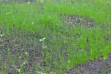 Газон: Сеем газон, Поссев газон, Газон себебиз 🌱 под ключ 🏡по городу бишкек — 10