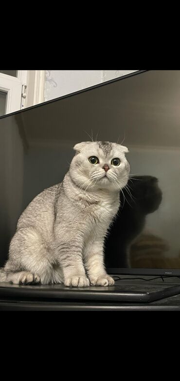 sort pişiklər: Шиншилла, Самец, Для вязки