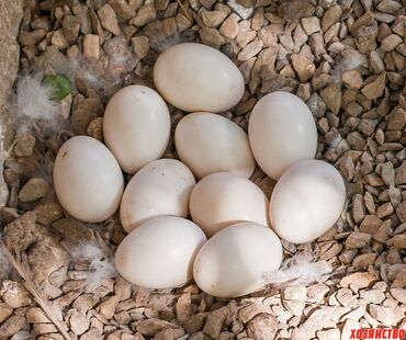 yumurtalar: Lal ördək Yumurtası 
mayalı