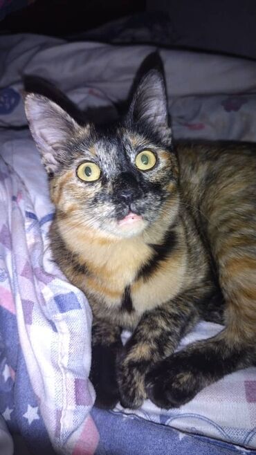 переноски для кошек: Кошечка Люси,красивого черепашкового окраса, возраст около года