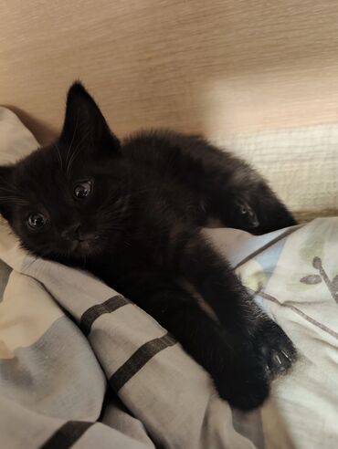 черный кот: Отдам черного котенка в добрые руки мальчик ласковый, бодренький, чуть