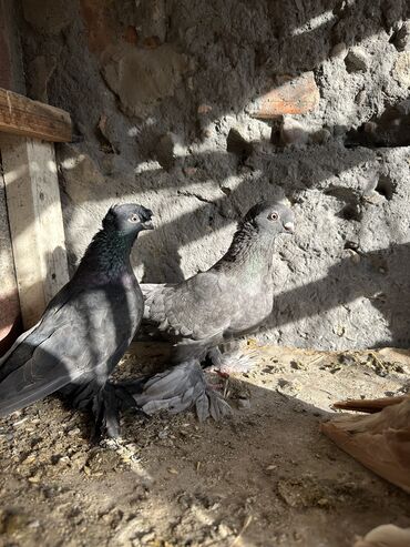Птицы: Продаю голубей!!!! На фото представлены голуби разных пород. Цены на — 36