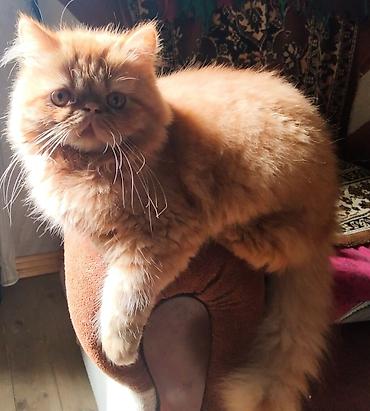 Pişiklər: Fars — 1