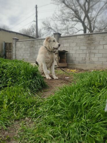 Собаки: Алабай 6 месяцев по кличке Можор